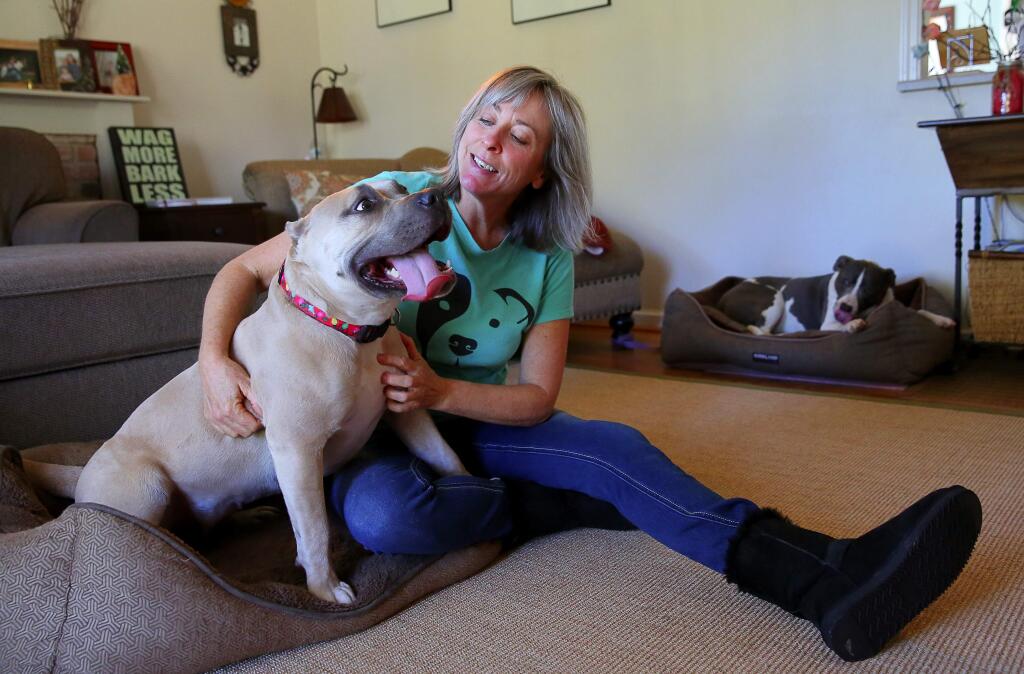 Dawn Justice adopted Tallulah, a one and a half-year-old pit bull terrier, from the Sonoma County Animal Shelter in September. Later, Justice found out that what was initially diagnosed as a soft tissue injury is actually a fractured left front paw.(Christopher Chung/ The Press Democrat)