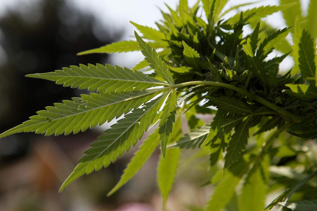 Santa Rosa postponed action on a proposal to ban outdoor marijuana gardens (BETH SCHLANKER / The Press Democrat)