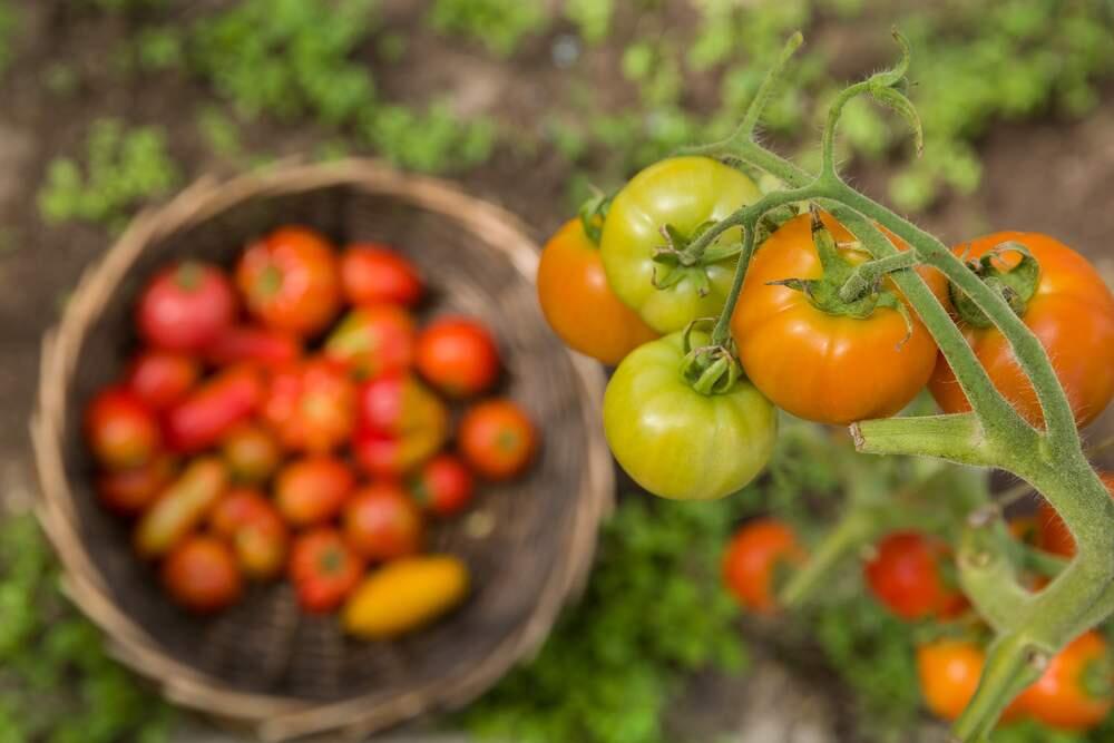 If you've planted a bumper crop of tomatoes, don't hesitate to share them, Sonoma.