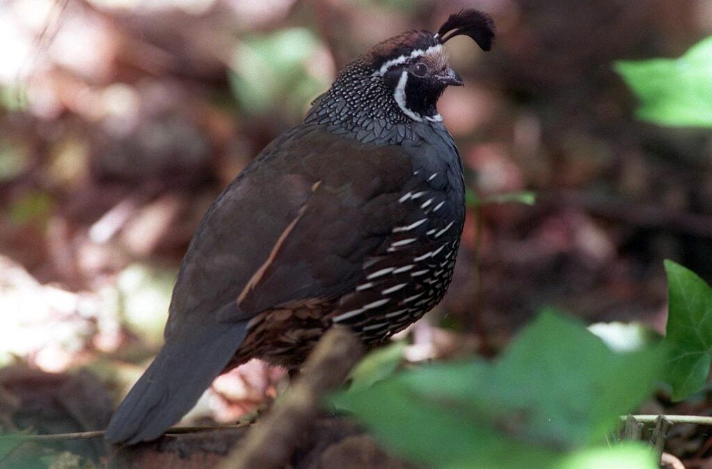 The California state bird, the California quail, could end up living elsewhere as species shift their ranges to response to climate change. (LUCI C. HOUSTON/ MERCURY NEWS)