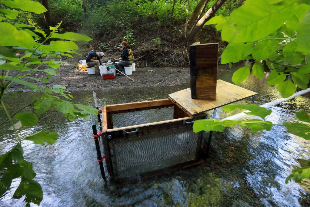 A Sonoma County Water Agency team counts, weighs and measures coho salmon and other fish caught in a trap on Dutch Bill Creek near its confluence with the Russian river in Monte Rio. (John Burgess/The Press Democrat)