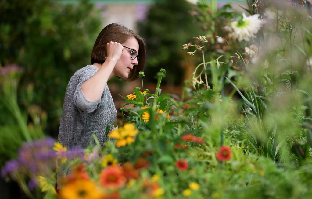 Jamie Cook looks over a selection of flowers for sale during the Fair Flower Show Plant Sale, at the Sonoma County Fairgrounds Hall of Flowers in Santa Rosa on Monday, August 12, 2019. (Christopher Chung/ The Press Democrat)
