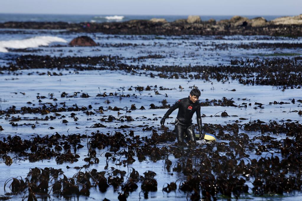 Jason Ko looks for abalone in the palm kelp at Moat Creek in Point Arena, on Monday, April 11, 2016. (BETH SCHLANKER/ The Press Democrat)