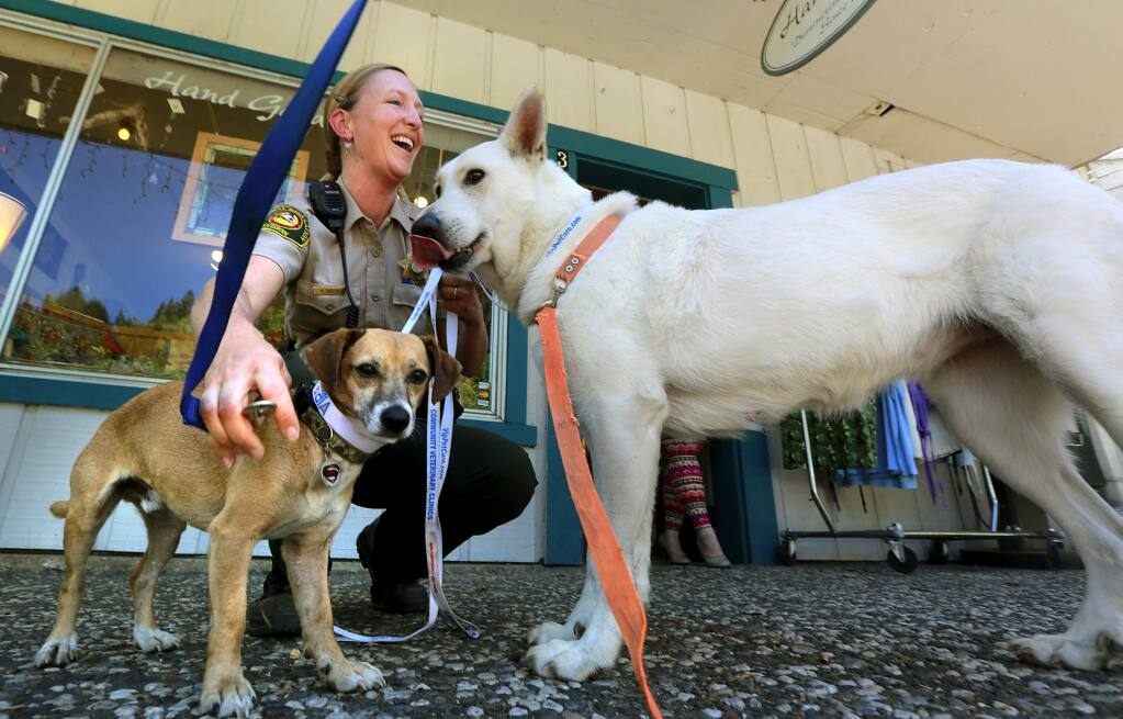 Sonoma County Animal Control officer Shirley Zindler checks a pair of dogs found near Occidental for implanted chips. No chip was found, but an old dog tag helped locate the owner in Camp Meeker. (Press Democrat)