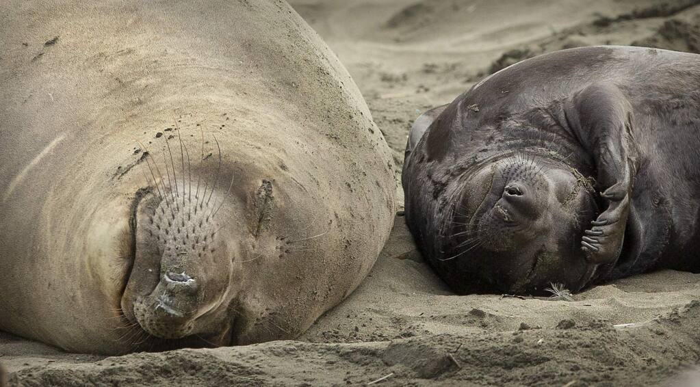 Without tourists and park rangers to discourage them during the government shutdown, northern elephant seals in Pt. Reyes National Seashore have expanded their pupping grounds south from Chimney Rock to Drakes beach where 50 females have given birth to 40 pups. (photo by John Burgess/The Press Democrat)