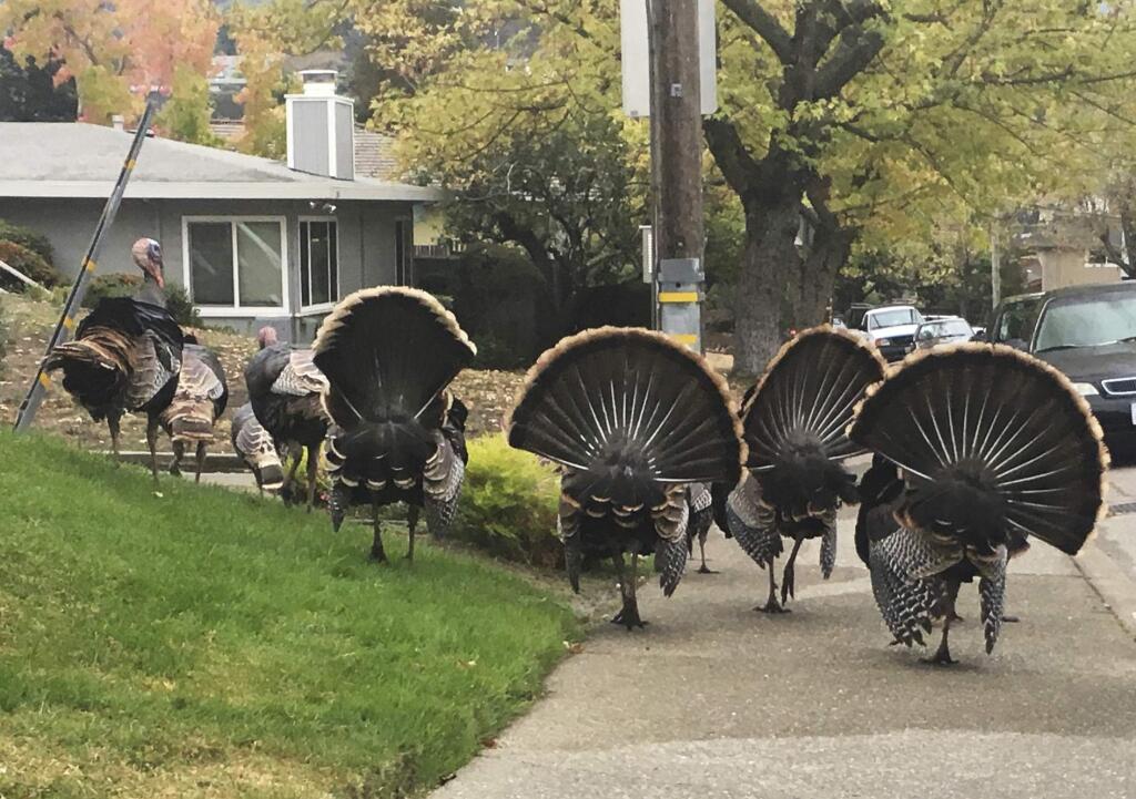 In this Nov. 8, 2017 photo, wild turkey roam in San Rafael, Calif. Turkeys are traditional for Thanksgiving but some folks in the San Francisco Bay Area are praying they'll disappear. (Bill Disbrow/SF Gate via AP)