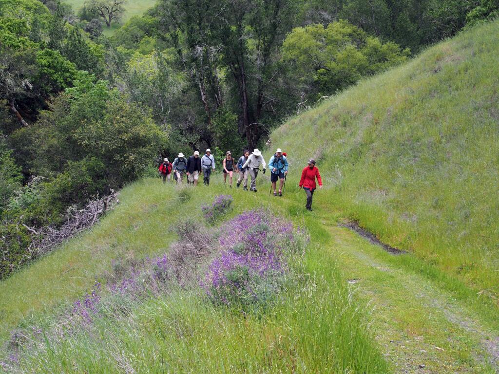 A line of hikers on the trails of follow the lead of Bill and Dave's Hikes through wildflower season in the Mayacamas. (Photo by John Roney)