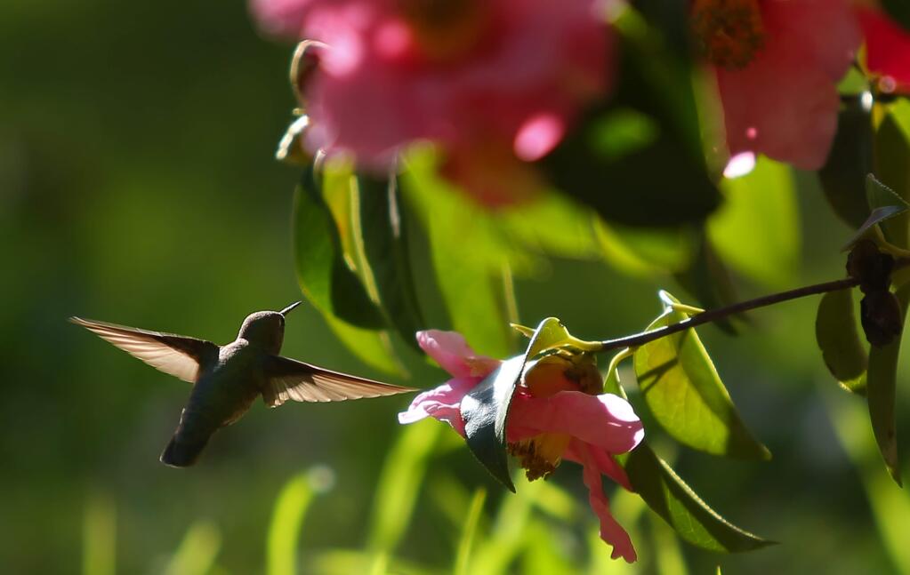 A hummingbird flits around gathering nectar from a camellia reticulata at the Quarryhill Botanical Garden in Glen Ellen. where tour docent training begins Wednesday, March 6. (Christopher Chung/ The Press Democrat)