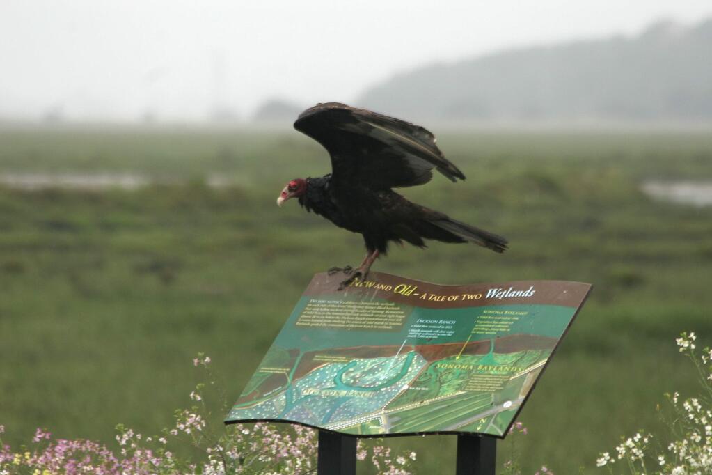 A turkey vulture displays his markings to claim his perch at the newest portion of the San Pablo Bay National Wildlife Refuge, the former Dickson Ranch managed by the Sonoma Land Trust. (Christian Kallen/Index-Tribune)