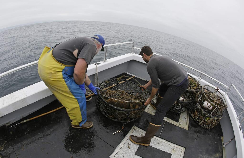 In this Monday, Aug. 7, 2017 photo, Jake Bunch, left, and Tom Dempsey, right, of the Nature Conservancy gather abandoned crab pots they hauled up off Half Moon Bay, Calif. Fisherman like Bunch are using GPS positioning in their cellphones to voluntarily step up recovery of abandoned crab pots before they snare whales. (AP Photo/Eric Risberg)