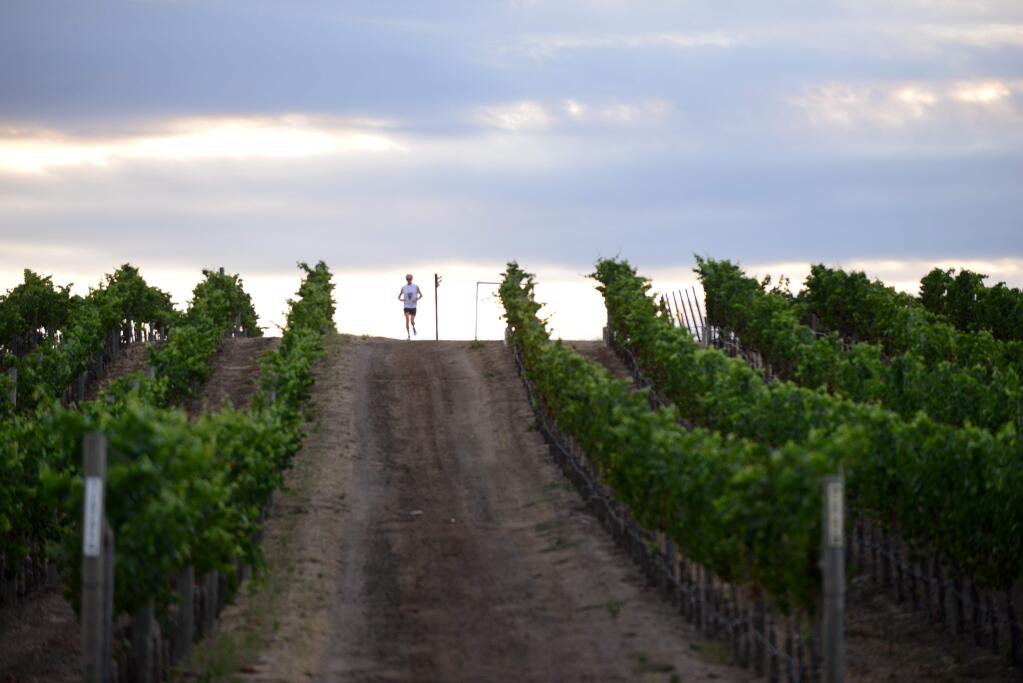 A lone runner warming up in a vineyard at Cuvaison Estate Wines in Napa before the start of the Napa-to-Sonoma Wine Country Half Marathon in 2015. (Photo: Erik Castro/for The Press Democrat)