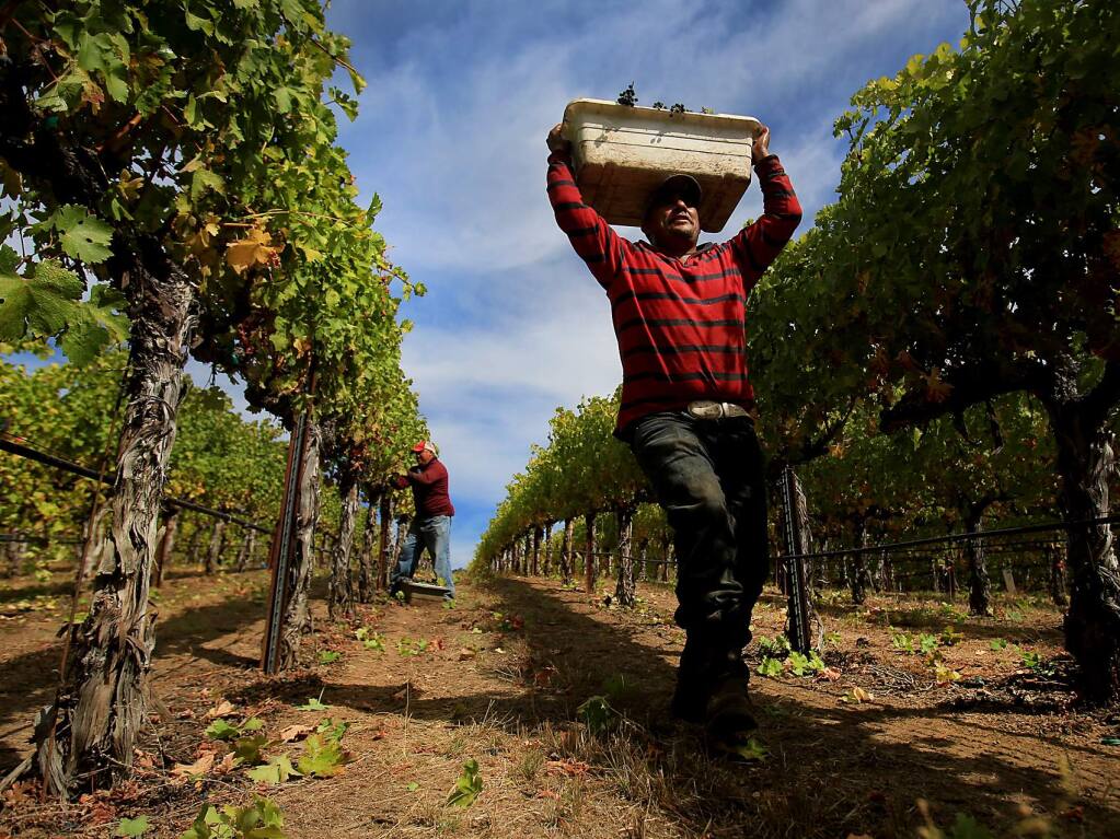 A bin of cabernet sauvignon grapes is hustled down the line at Peline Vineyards in the Alexander Valley, Wednesday Oct. 12, 2016 as crews work overtime to pull the last of the harvest in before an arriving storm Friday. (Kent Porter / Press Democrat ) 2016