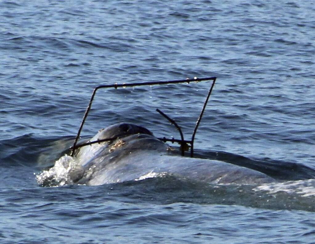 In this photo provided by Capt. Dave's Dolphin and Whale Safari, a gray whale is caught in what appears to be some kind of frame off the coast at Dana Point, Calif. on Saturday, April 1, 2017. The National Marine Fisheries Service is requesting boaters report any sightings of the tangled whale. Figures released a month earlier showed a record number of whales getting tangled in crabbing gear off the U.S. West Coast. The Center for Biological Diversity cited 71 cases of whales caught in fishing lines off California, Oregon and Washington last year. (Craig DeWitt/Capt. Dave's DolphinSafari.com via AP)