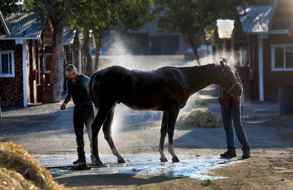 Tony Zuniga, left, and Cesar Orantes wash down a horse owned by Johnny Taboada of Pleasanton after a training run, Wednesday August 2, 2017 at the Sonoma County Fairgrounds in Santa Rosa. (Kent Porter / Press Democrat) 2017