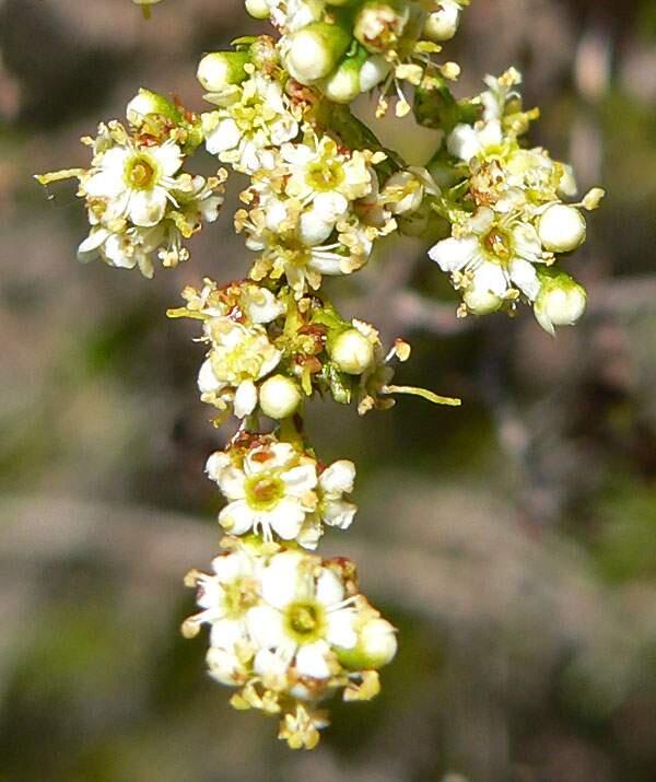 Stan ShebsAdenostoma fasciculatum Chamise, blossom.