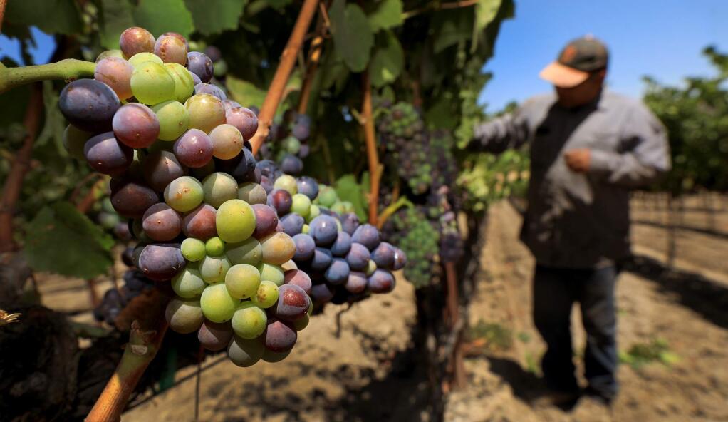 Cook Vineyard Management vineyard manager Luis Zamora pulls back leaves as pinot wine grapes begin Verasion, Wednesday, July 25, 2018 at the Kosich vineyard in the Sonoma Valley. (Kent Porter / The Press Democrat) 2018