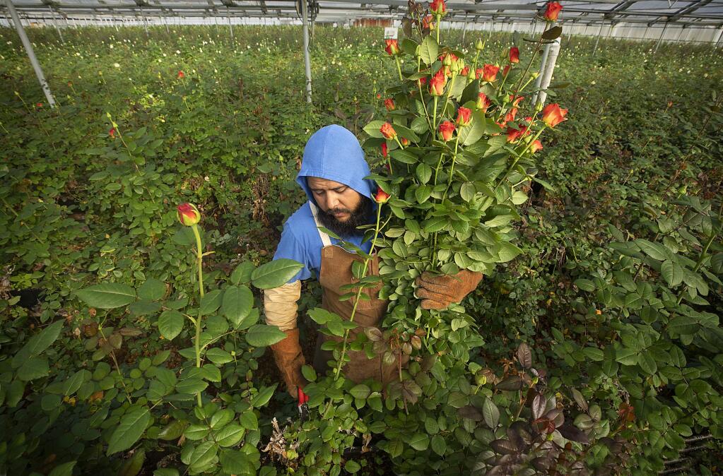 Luis Mata picks roses for Valentine's Day at Neve Brothers wholesale flower growers in Petaluma on Wednesday, Feb. 12, 2020. (JOHN BURGESS/ PD)