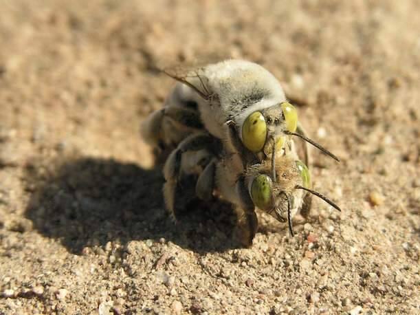Digger bee (ASKABIOLOGIST.ASU.EDU)