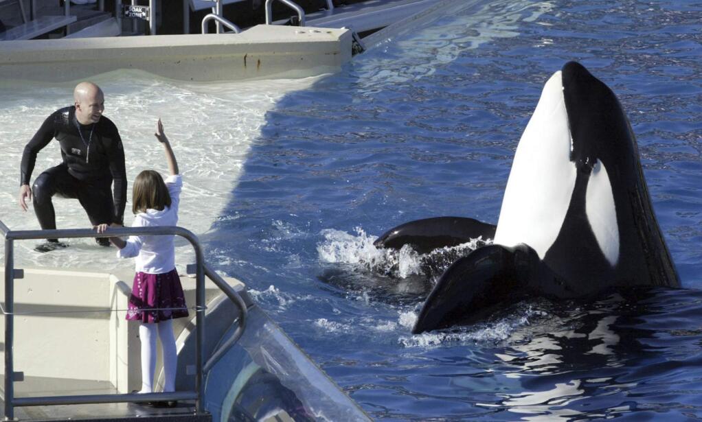 SeaWorld San Diego is ending its controversial and long-running killer whale show. (BIZUAYEHU TESFAYE / Associated Press, 2006)