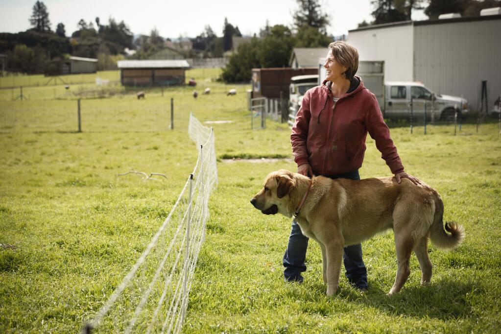Sarah Keiser, owner of Wild Oat Hollow in Penngrove, got a second dog, a livestock guardian dog named Basko who is now 1 and weighs 150 pounds, in an effort to protect her sheep, goats, chickens and pigs from prey like mountain lions. A mountain lion has been spotted in the area recently. She has an electric fence on the property as well but she notes that it would not stop a mountain lion. (CRISSY PASCUAL/ARGUS-COURIER STAFF)