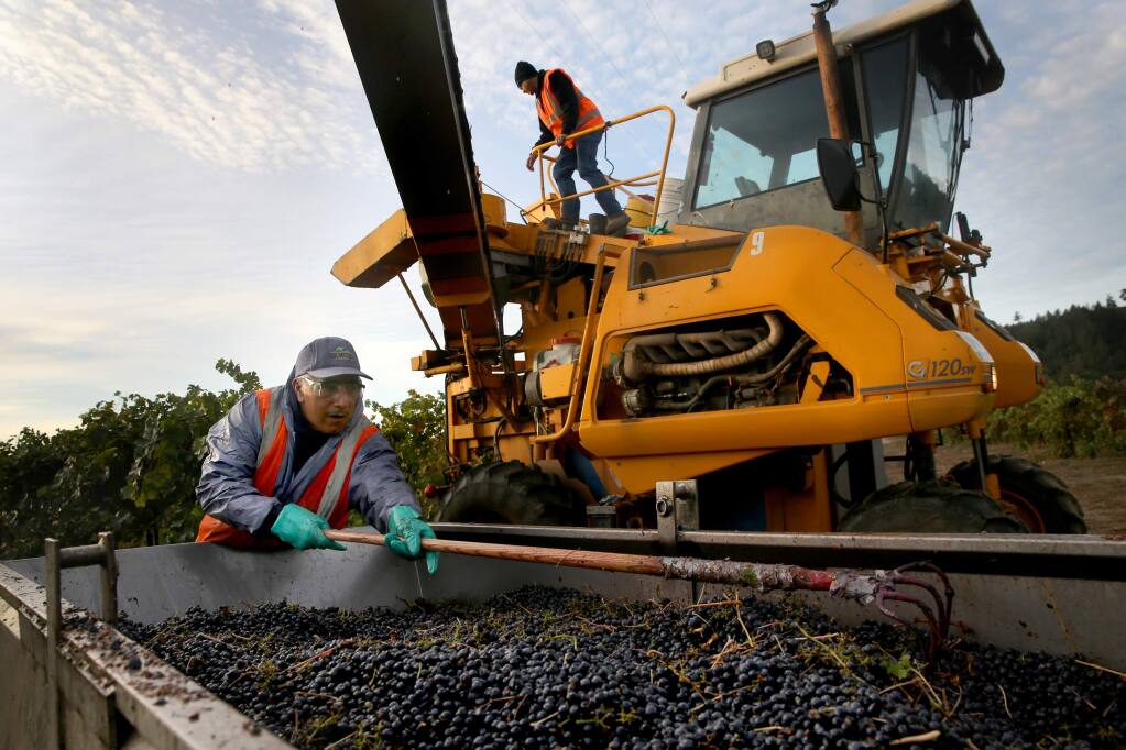 Petro Avila, left, and Martin Ibarra, top, employees of Vino Farms, a vineyard management company, harvest Cabernet Sauvignon grapes at Sallyvine Vineyard in Geyserville on Wednesday, October 31, 2018. (BETH SCHLANKER/ The Press Democrat)