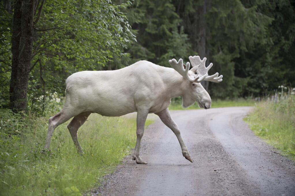 FILE-- In this July 31, 2017 file photo a rare white moose is spotted in Gunnarskog, Varmland province, Sweden. There are only around 100 white moose in Sweden. They aren't albino but instead grow white fur due to a generic mutation. (Tommy Pedersen / TT via AP)