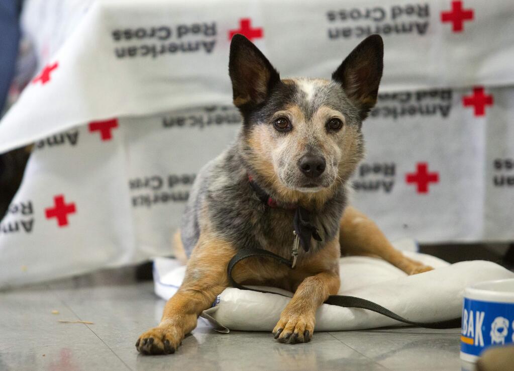 Morgan rests near the bed of his owner at the Red Cross small animal shelter at the Sonoma County Fairgrounds on Tuesday. (photo by John Burgess/The Press Democrat)