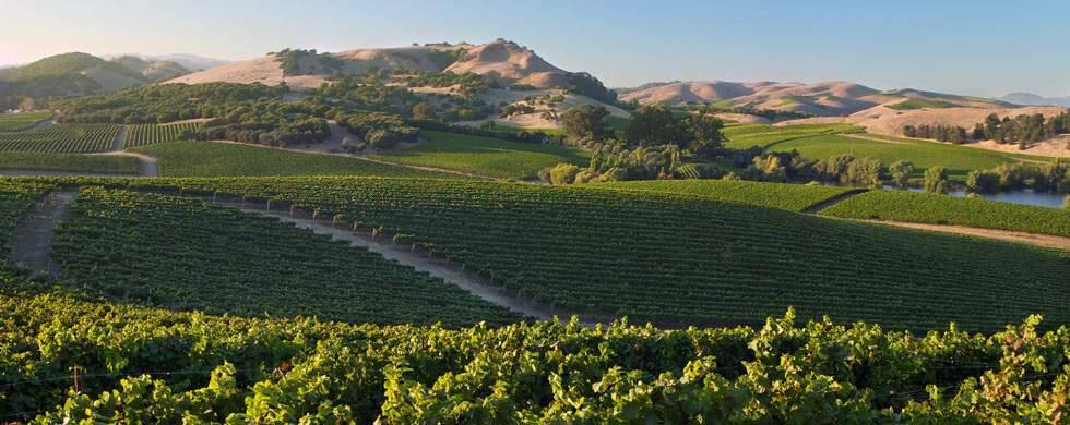 The Los Carneros AVA was established in 1983; it's known for its exquisite pinots noir and chardonnay.