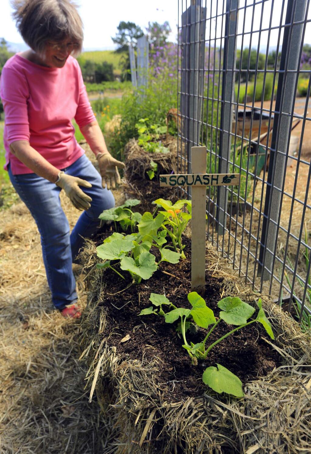 Master gardener Jeanette Clough is experimenting with squash and cucumber planted in straw bales at her Healdsburg area home. (JOHN BURGESS/ PD)
