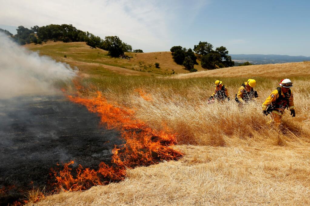 Cal Fire battalion chief Mark Gradek, right, and firefighters Casey Stone, and Chris Idiart set strips of dry grass alight with a drip torch during a 7-acre prescribed burn being used to mitigate the invasive Medusahead grass species and reduce excess dry fuels in the area at Pepperwood Preserve in Santa Rosa, California on Friday, June 10, 2016. (Alvin Jornada / The Press Democrat)