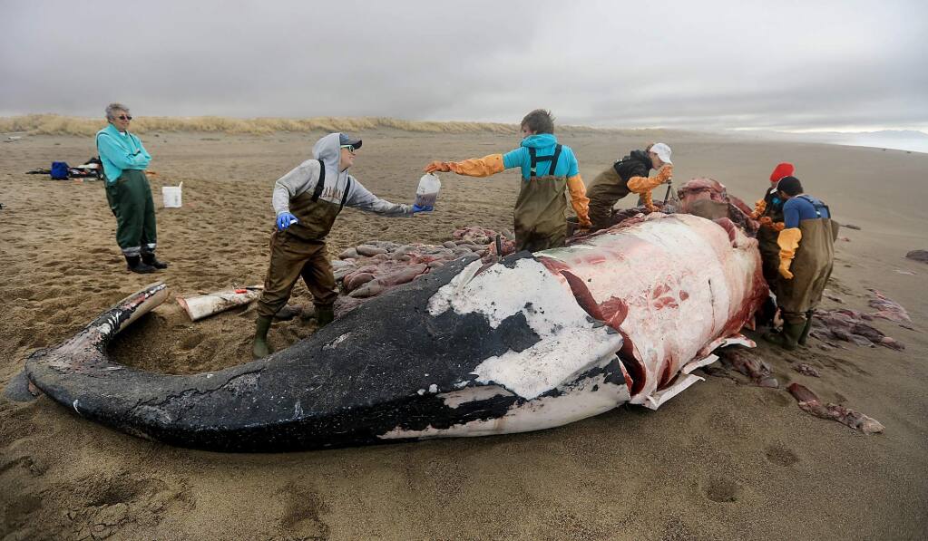 Biologists from Sausalito's Marine Mammal Center take samples from a juvenile hump back whale that washed ashore on North Beach in the Point Reyes National Seashore, Tuesday Dec. 26, 2017. (Kent Porter / The Press Democrat) 2017