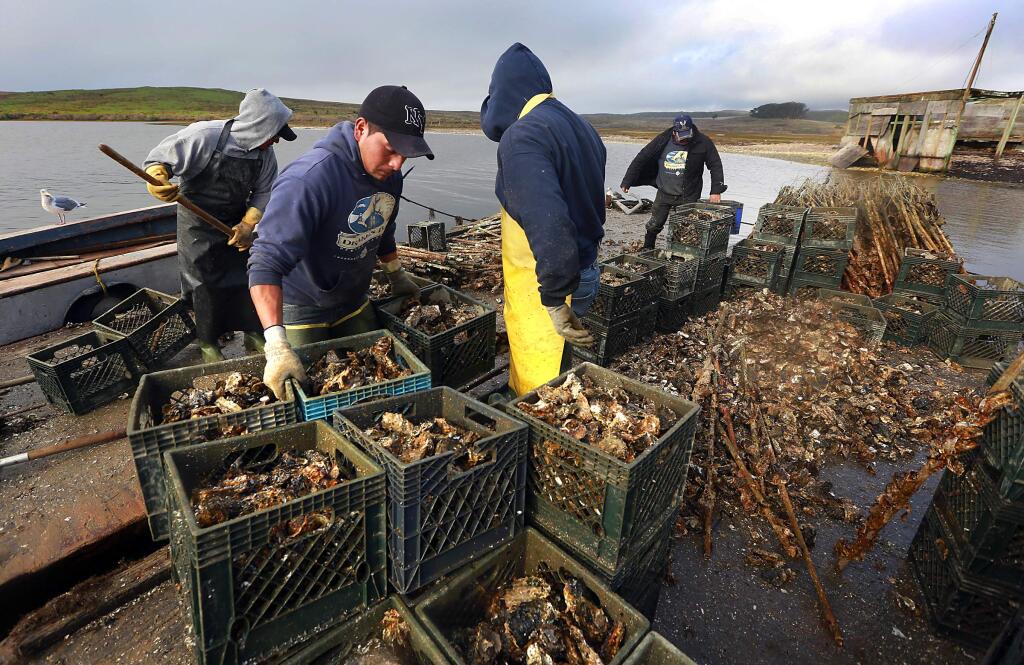 Christian Pablo, left, and the workforce at the Drakes Bay Oyster Company load thousands of oysters onto a barge as the company closes its operations in Point Reyes National Seashore. (Photo by John Burgess/The Press Democrat)