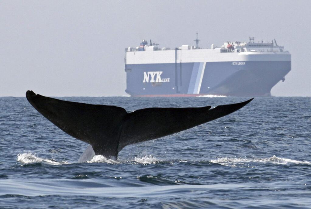 In this Aug. 14, 2008 file photo provided by John Calambokidis, a blue whale is shown near a cargo ship in the Santa Barbara Channel off the California coast. A satellite study of blue whale movements shows the endangered creatures cluster for long periods in busy shipping lanes off the California coast, putting them at risk for collisions with large vessels. (AP Photo/Cascadia Research, John Calambokidis, File)