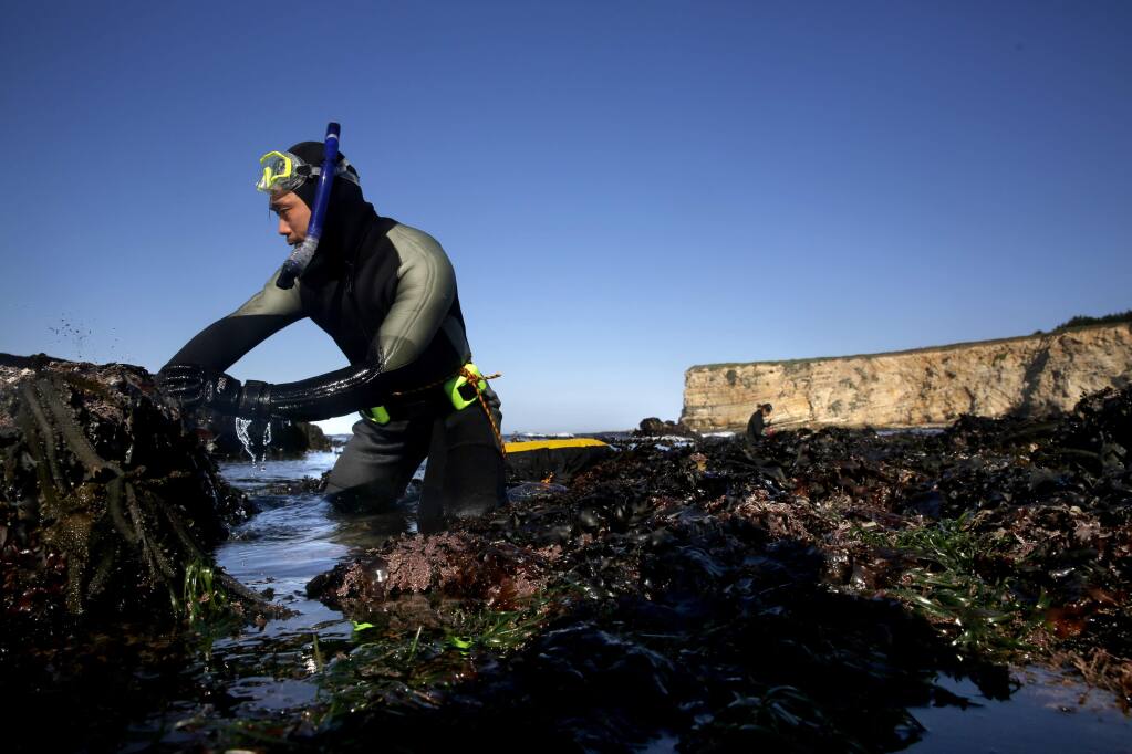 Diver Danny Gao feels the rocks for abalone at Moat Creek in Point Arena, on Monday, April 11, 2016. (BETH SCHLANKER/ The Press Democrat)