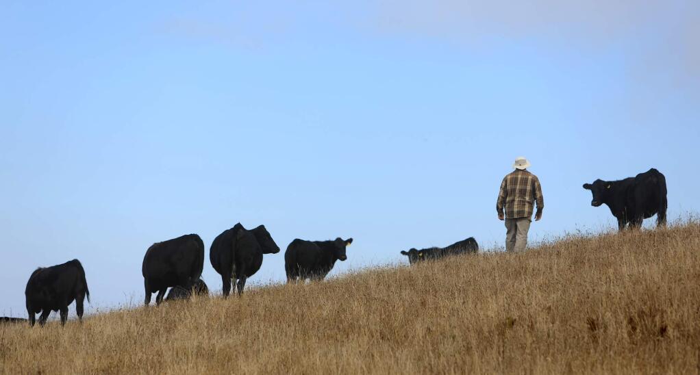 Pictured in 2018, land owner Jonathan Gay runs Bay Hill Ranch near Bodega Bay, which the Gold Coast Conservation District used as a partner in a carbon farming plan. (Kent Porter / The Press Democrat)