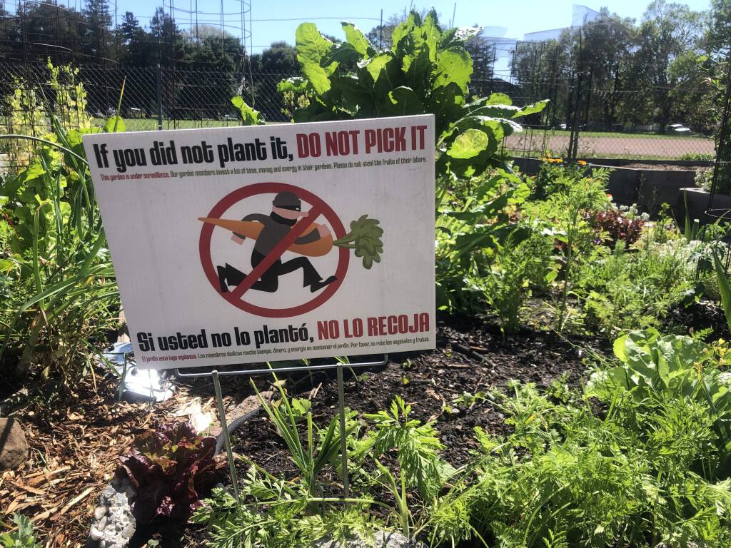 Users of Petaluma's community gardens cooperate by agreeing to a number of basic rules, including this one.
