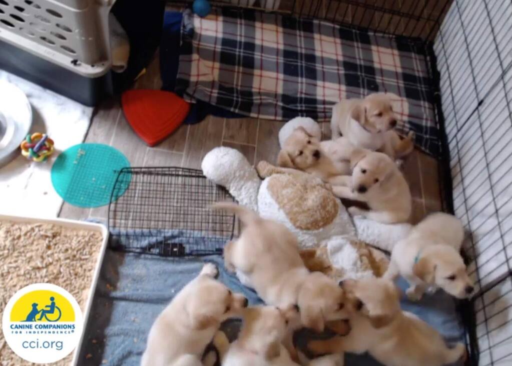 A screenshot from the puppies featured in Canine Companions Puppy Cam on Tuesday, March 31, 2020. (Canine Companions/YouTube)