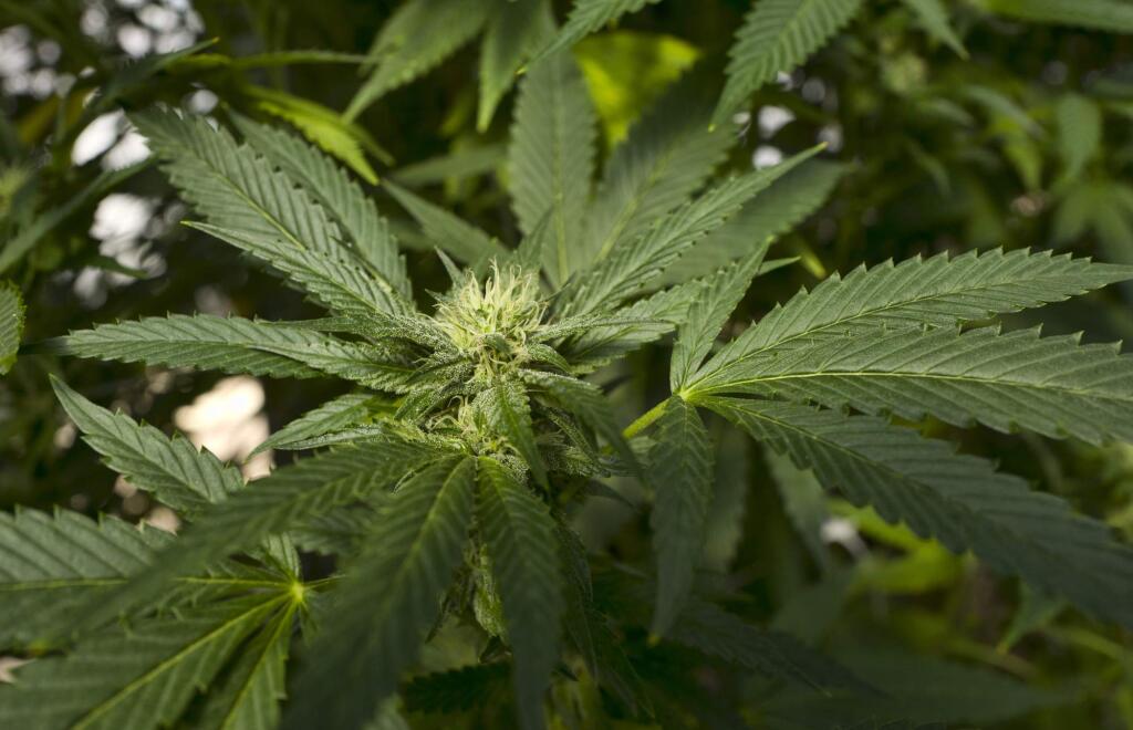 FILE - This Sept. 11, 2018, file photo shows a marijuana plant in the coastal mountain range of San Luis Obispo, Calif. California legislators are considering a plan to encourage more banks to do business with its legal marijuana industry. (AP Photo/Richard Vogel, File)