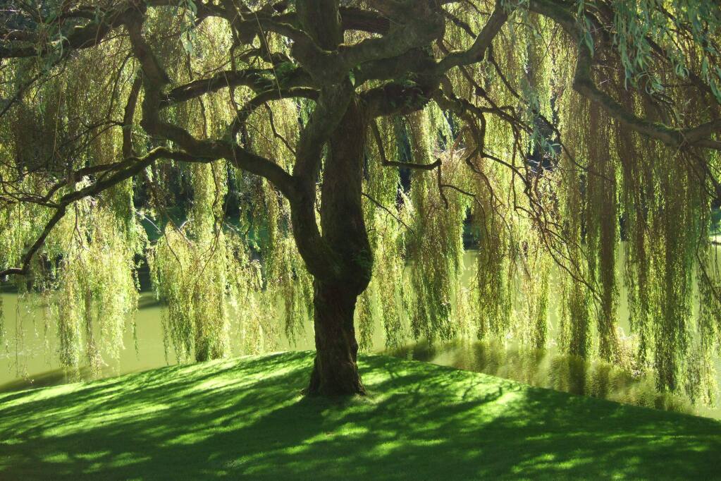 In 'Weeping Willows,' Sonoma County poet Nell Griffith Wilson brought the trees to life as peaceful old men who are content in their retirement. (provided photo)