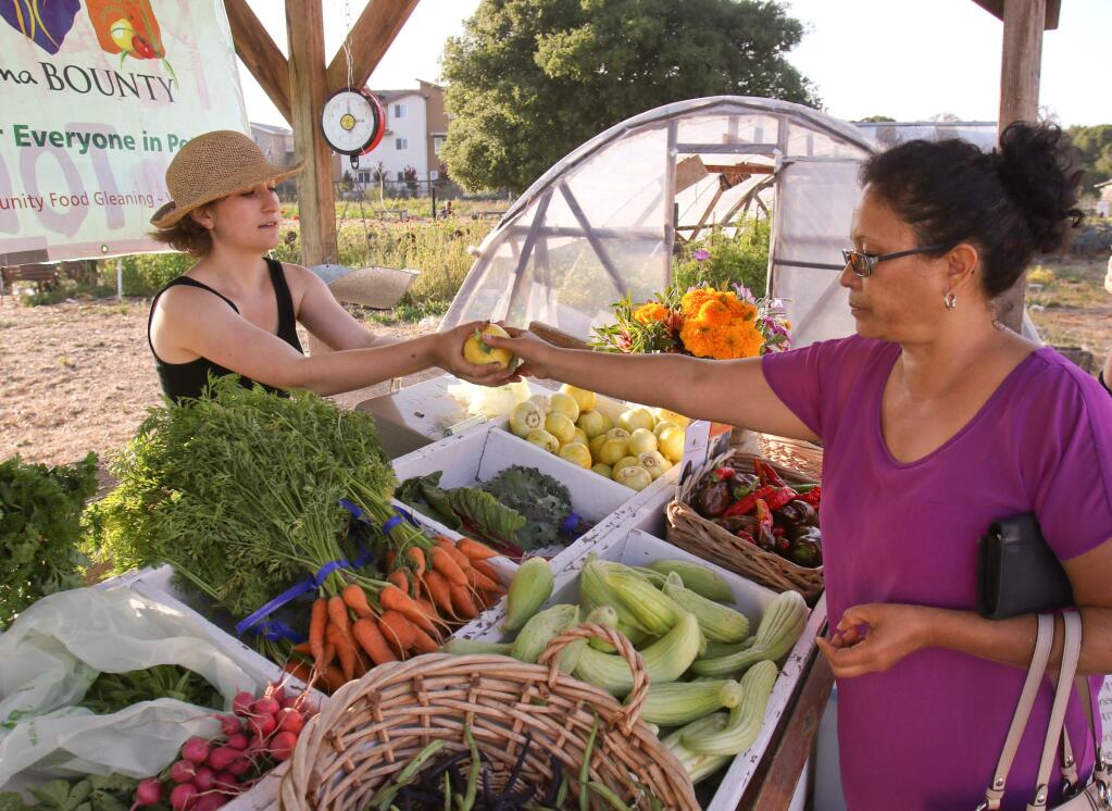 Assistant farm manager Alexis Fineman sells lemon cucumbers to Ortencia Gonzales of Petaluma at the Bounty Farmstand on Tuesday, August 18, 2015. The Farmstand at the Petaluma People Services Bounty Farm on Shasta Ave. in Petaluma is open on Tuesday nights from 4pm to 6pm with fresh on the farm grown fruits and vegetables that are sold on a two tier pricing system. (SCOTT MANCHESTER/ARGUS-COURIER STAFF)