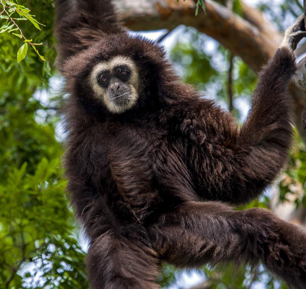 In this undated photo provided by the Oakland Zoo, Nikko, a 35-year-old white-handed gibbon, is seen at the Oakland Zoo in Oakland, Calif. The elderly gibbon recently transferred to the Santa Barbara Zoo from Northern California has died unexpectedly, Sunday, Dec. 16, 2018, possibly from cancer, authorities announced Tuesday, Dec. 18. (Andrew Lincoln/The Oakland Zoo via AP)