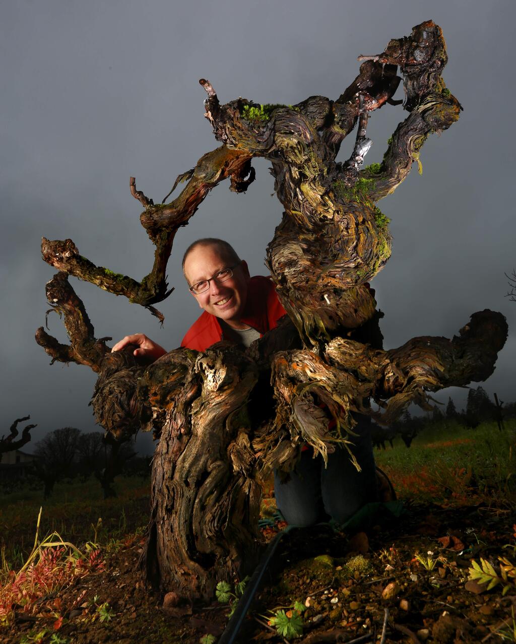 Mike Officer, founder of Carlisle 'Old Vines' wines, with a vine planted in 1927 on his vineyard west of Santa Rosa. DNA testing at UC Davis revealed the vine is most likely a cross between mission grapes and muscat of Alexandria. (JOHN BURGESS / The Press Democrat)