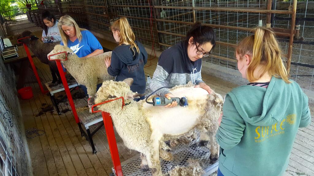 Santa Rosa High School students and their FFA advisor Dawn Stornetta, shear lambs at Jackson Family Wine's property in Russian River Valley on May 9, 2018. Students are raising their fair animals at the site after losing their school farm on Alba Lane in October's wildfires. (ELOISA RUANO GONZALEZ/ PD)