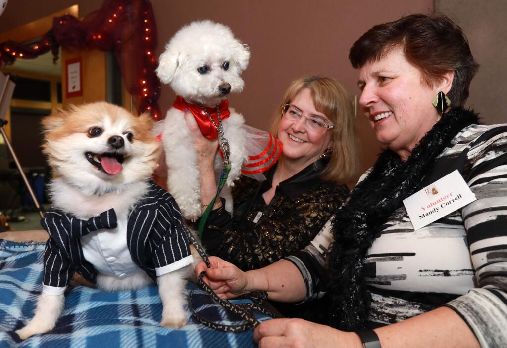 'Elvis' a 5 year old Pomeranian with owner, Mandy Correll of Rohnert Park, right, and 'Sophie' a Bichon with owner Debbie Motta of Santa Rosa, center back, pose as the prepare for their kissing booth, at the 20th anniversary Paws for Love auction and gala, a benefit for the Paws for Love Foundation, held at Finley Community Center in Santa Rosa, on Saturday, February 9, 2019. (Photo by Darryl Bush / For The Press Democrat)