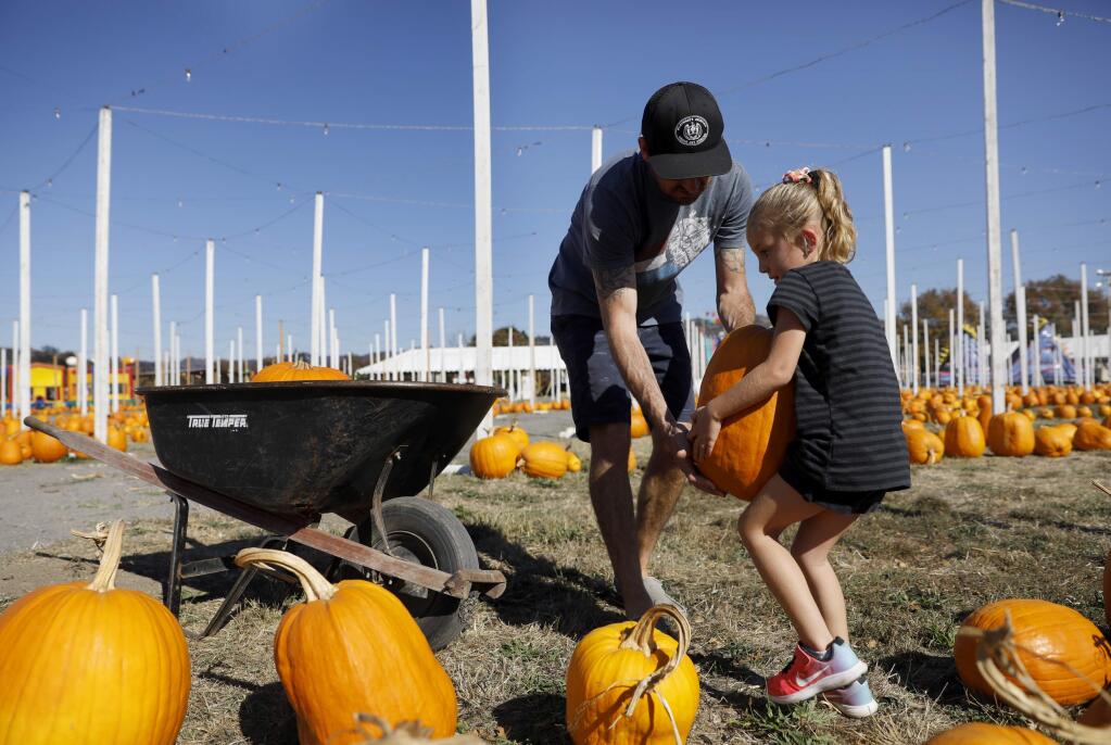 Adam Fichtelman helps his daughter Reagan, 4, lift a pumpkin into a wheelbarrow at Punky's pumpkin patch in Santa Rosa, on Thursday, October 26, 2017. (BETH SCHLANKER/ The Press Democrat)