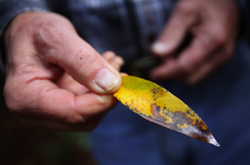 Bruce McConnell, a boardmember on the Fountaingrove II Open Space Maintenance Association, holds a California Bay Laurel leaf that is possibly carrying the sudden oak death disease pathogen.(Christopher Chung/ The Press Democrat)
