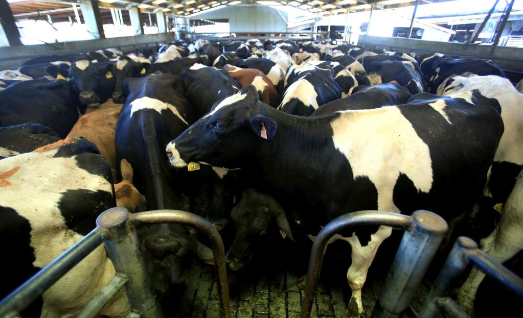 Dairy cows wait to be milked at McClellan organic dairy near Petaluma, Thursday Sept. 15, 2016. (Kent Porter / The Press Democrat) 2016