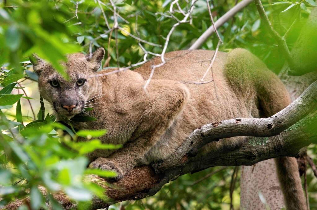 The Bay Area Puma Project with studies centered on Sonoma and the North Bay, is among the 50 nature organizations participating in the sixth annual Wine Country Nature and Optics Festival on the Sonoma Plaza, Sept. 9. (T. Carney, Felidae - Bay Area Puma Project)