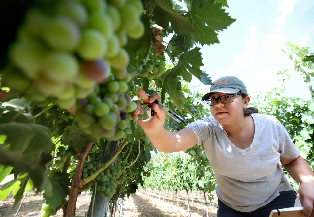 Jasmin Moreno, vineyard maintenance assistant at Francis Ford Coppola Winery, does a cluster count of negroamaro grapes in the early stages of veraison at the winery in Geyserville on Thursday, July 25, 2019. (BETH SCHLANKER/ The Press Democrat)