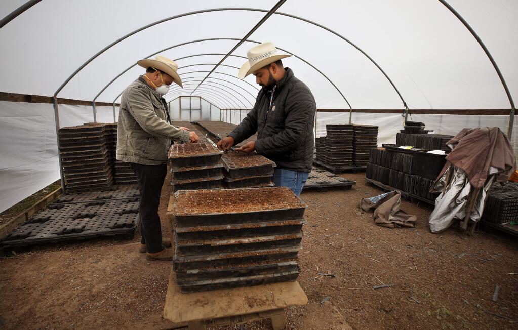 Humberto Castaneda, left, and his son Gabriel Castaneda plant seeds for summer crops in one of his two greenhouses in Santa Rosa, Thursday, April 9, 2020. (Kent Porter / The Press Democrat) 2020